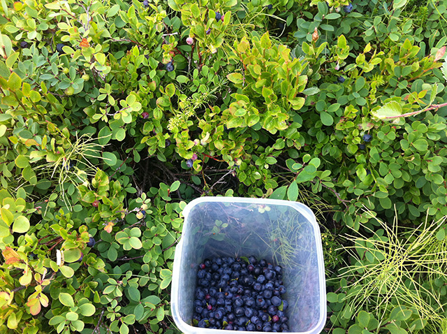 bilberries1